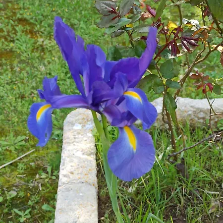 Casa de hóspedes La Pineta 3*