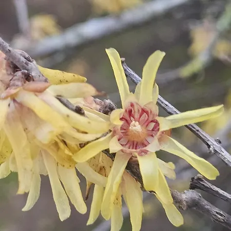 Casa de hóspedes La Pineta