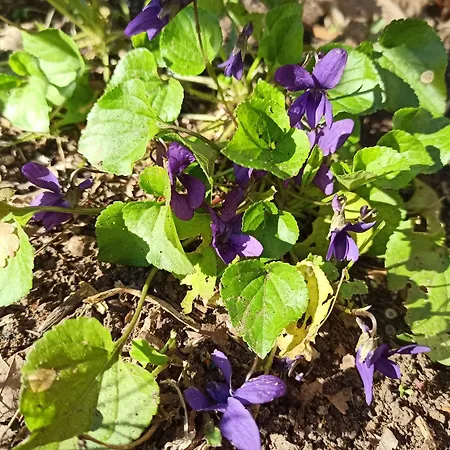 La Pineta Casa de hóspedes 3*