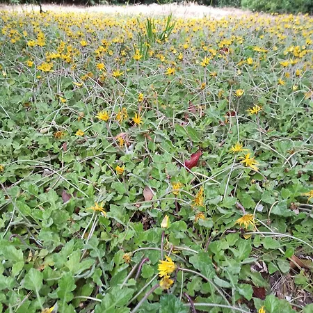 La Pineta Pensión 3*