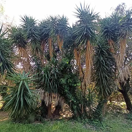 Pensión La Pineta Lecce