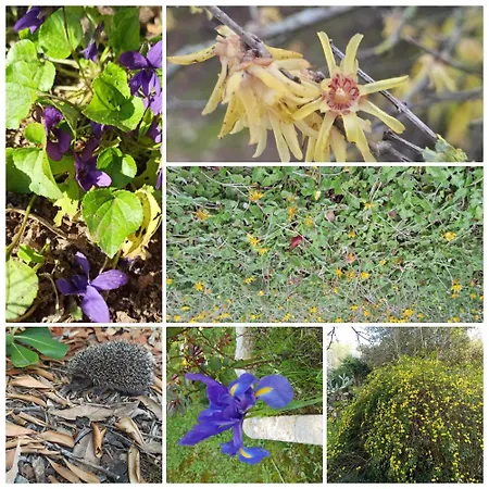 Casa de hóspedes La Pineta