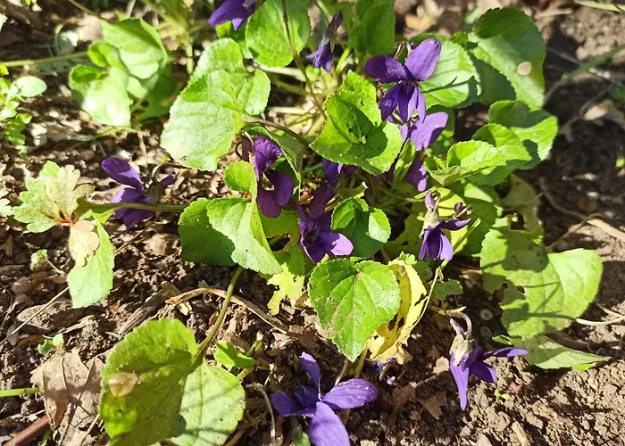 La Pineta Pensionat 3*