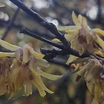 La Pineta 게스트하우스 레체