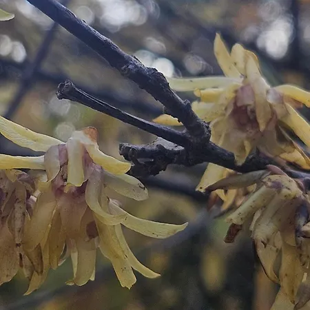 La Pineta Gæstehus Lecce