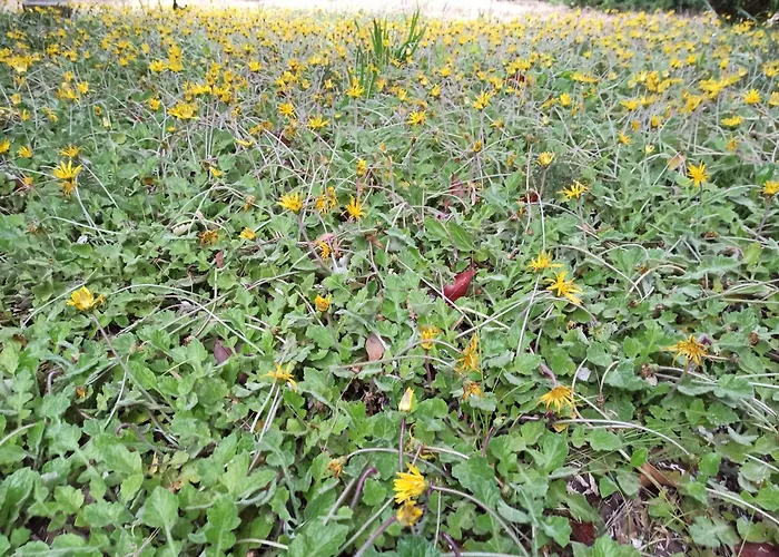 La Pineta בית הארחה 3*