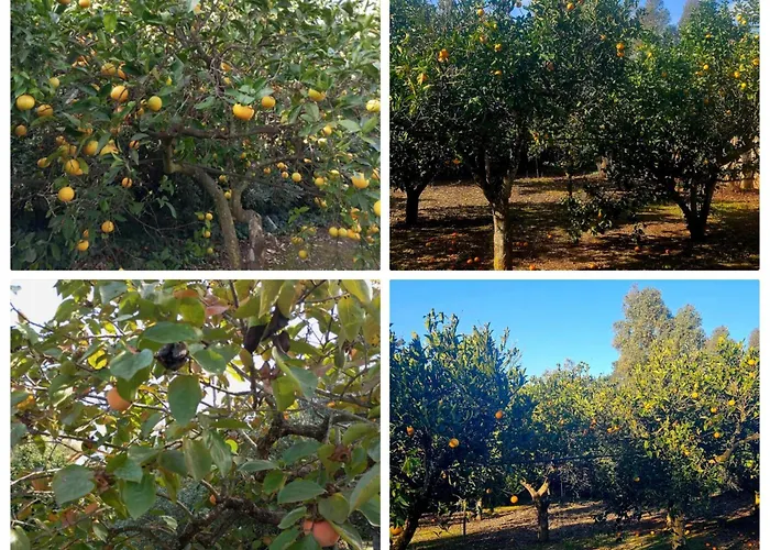 La Pineta בית הארחה 3*